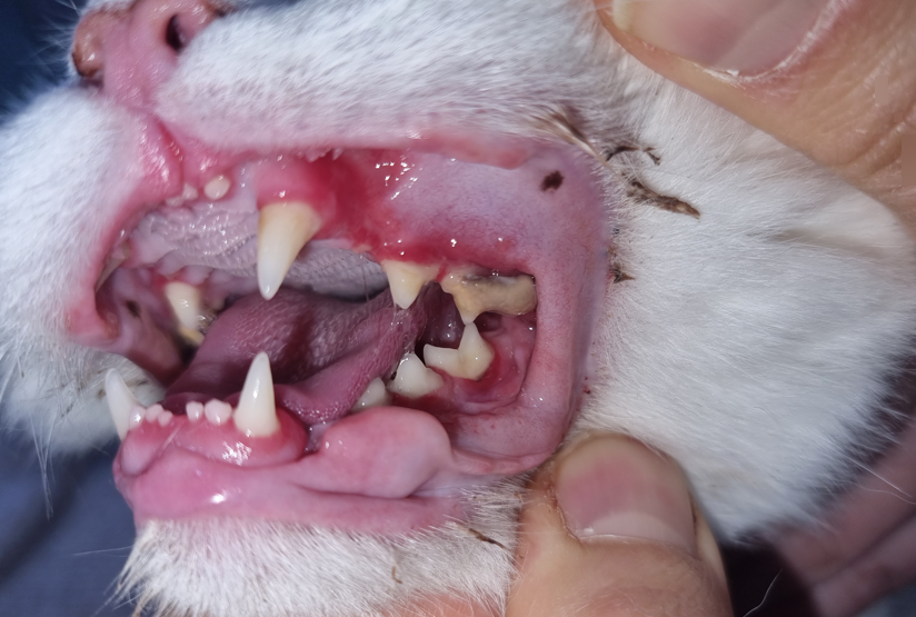 용인 고양이 구내염 전발치, 5살 페르시안 회복 후기 — 사진 7