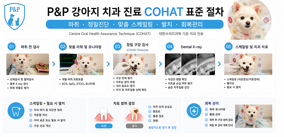강아지 피부종괴 제거 및 치과 치료 비용과 회복 과정 — 사진 2