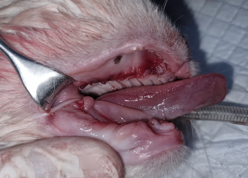 용인 고양이 구내염 전발치, 5살 페르시안 회복 후기 — 사진 14
