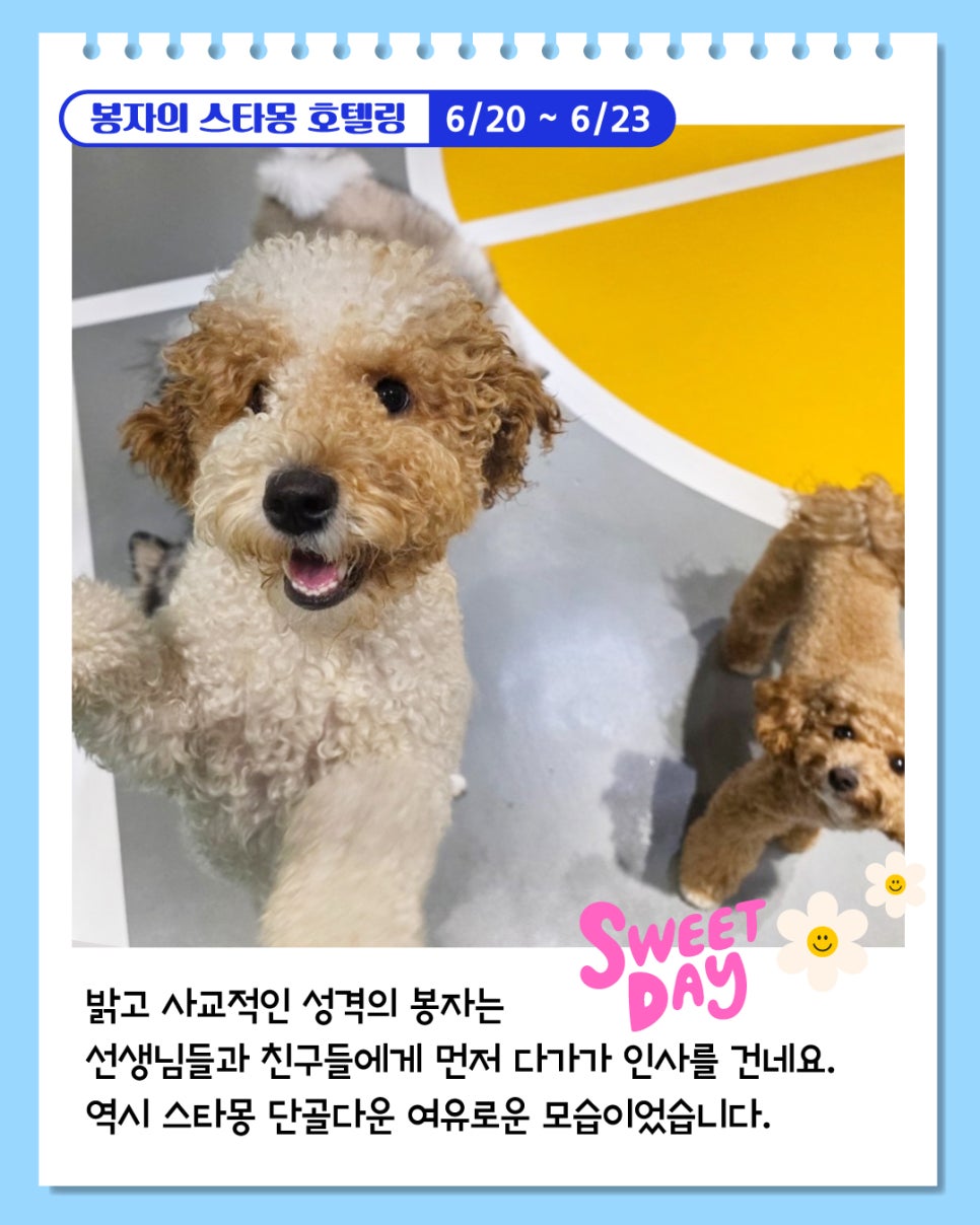 서울 애견호텔 추천: 봉자 3박 4일 스타몽 호텔 후기 — 사진 2