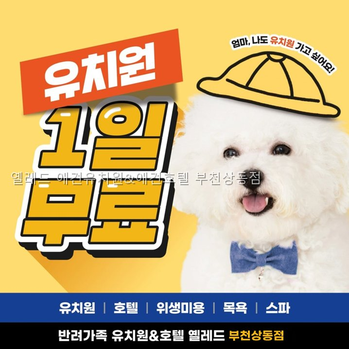 옐레드 부천상동점 강아지 유치원 비용·커리큘럼 — 사진 4