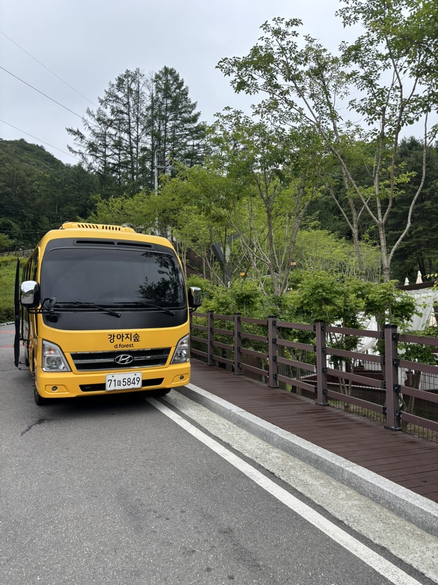 춘천 강아지숲 네이처풀: 여름 물놀이 가격 및 시설 완벽 가이드 — 사진 3