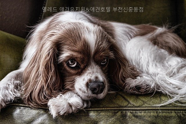옐레드 애견유치원 부천신중동점: 시설·비용·입소 절차 — 사진 2