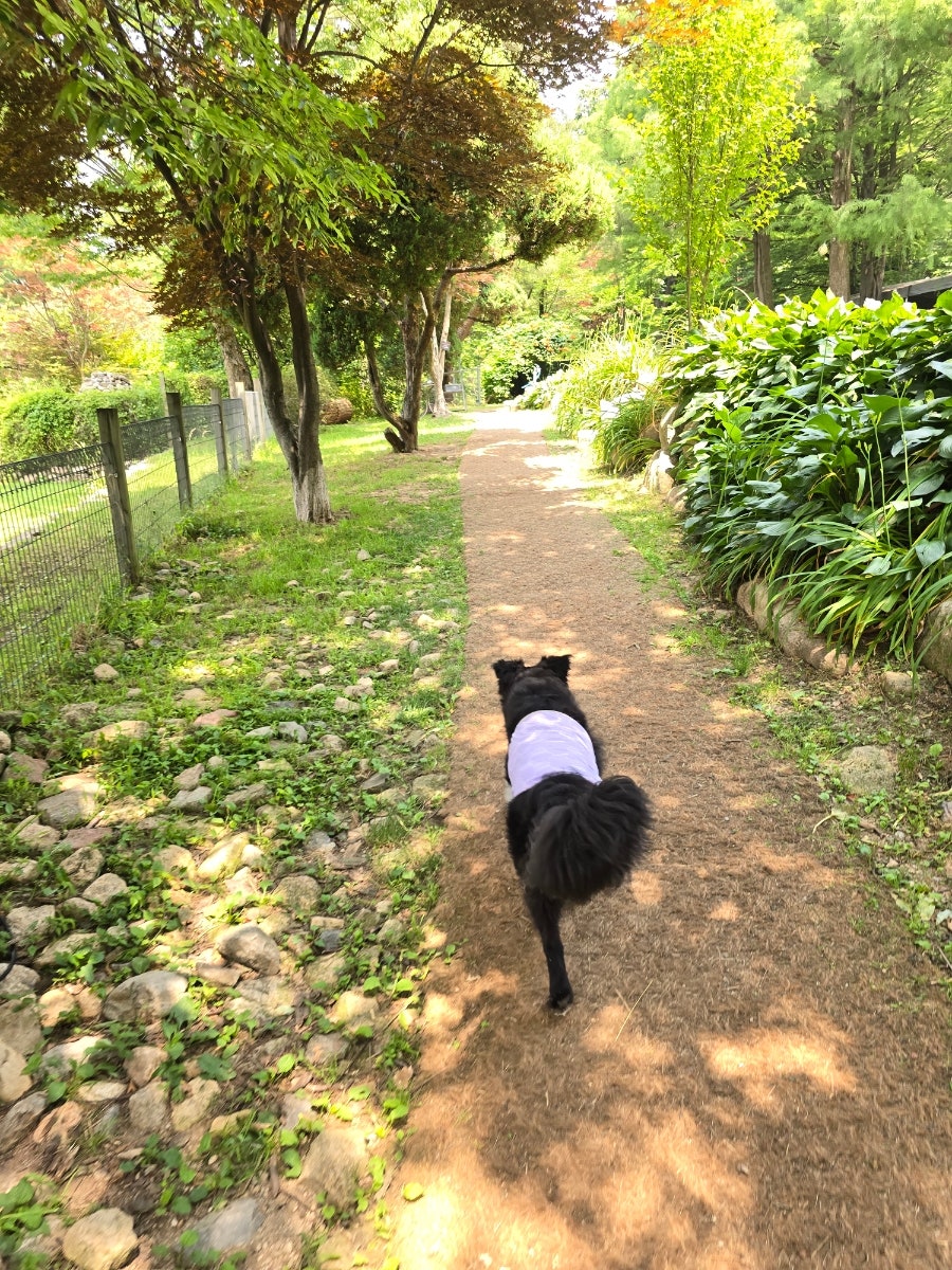 양주 네이처독 중형견 운동장 첫 방문 후기 — 사진 13