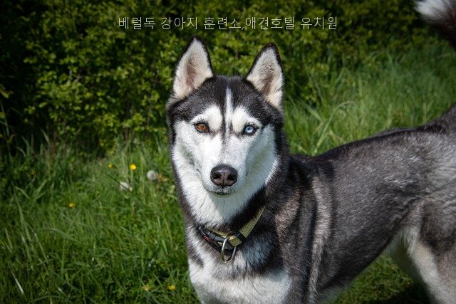 베럴독 강아지 유치원·호텔, 훈련 정보와 비용 비교 — 사진 3