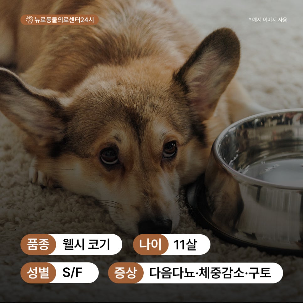 강아지 당뇨병성 케톤산증(DKA) 치료 및 관리 방법 — 사진 3
