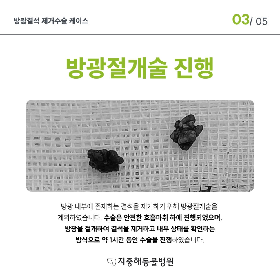 부천 강아지 방광결석 수술 비용 및 치료 후기 — 사진 4