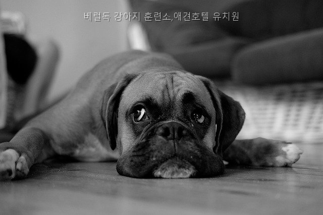 베럴독 강아지 유치원·호텔, 훈련 정보와 비용 비교 — 사진 5