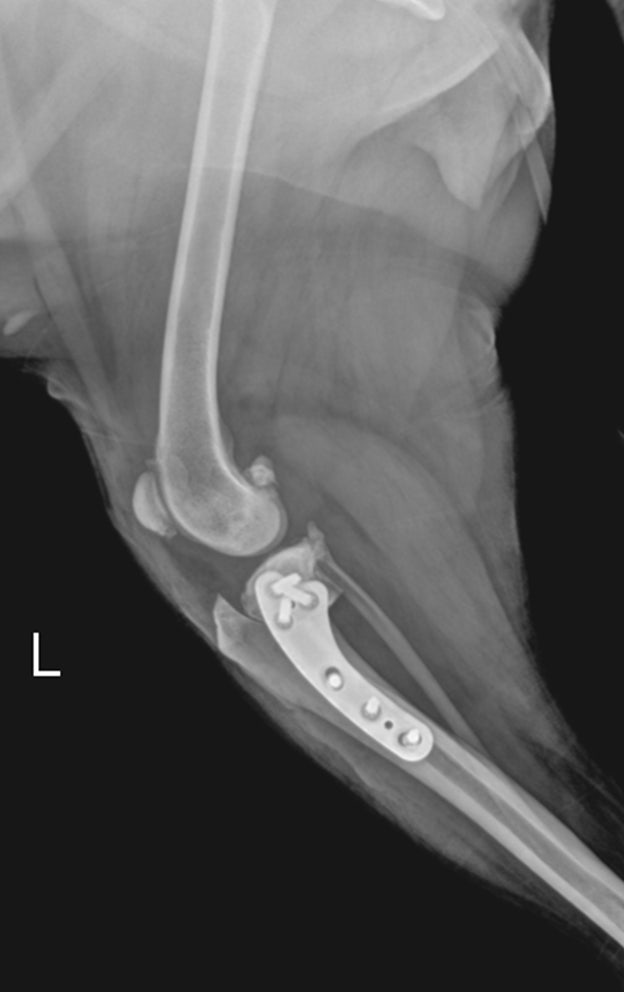 강아지 십자인대 파열 TPLO 수술 비용 및 회복 과정 안내 — 사진 6