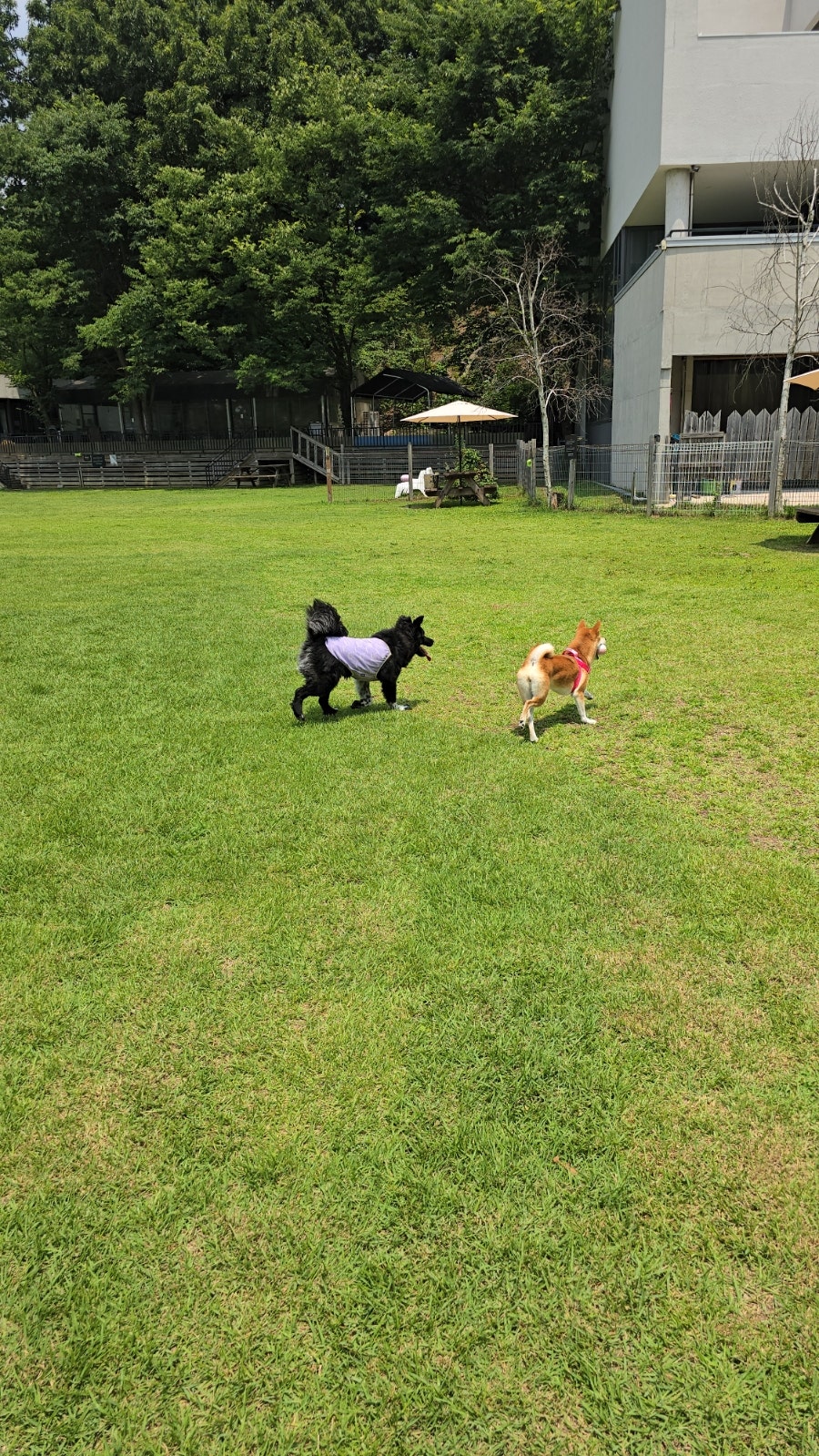 양주 네이처독 중형견 운동장 첫 방문 후기 — 사진 16