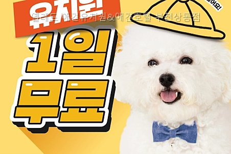 옐레드 부천상동점 강아지 유치원 비용·커리큘럼 — 사진 2