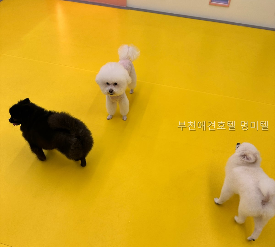 부천 애견호텔 멍미텔: VIP 개별실 & CCTV 완비 — 사진 4