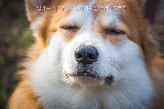 옐레드 애견유치원 부천신중동점: 시설·비용·입소 절차 — 사진 3