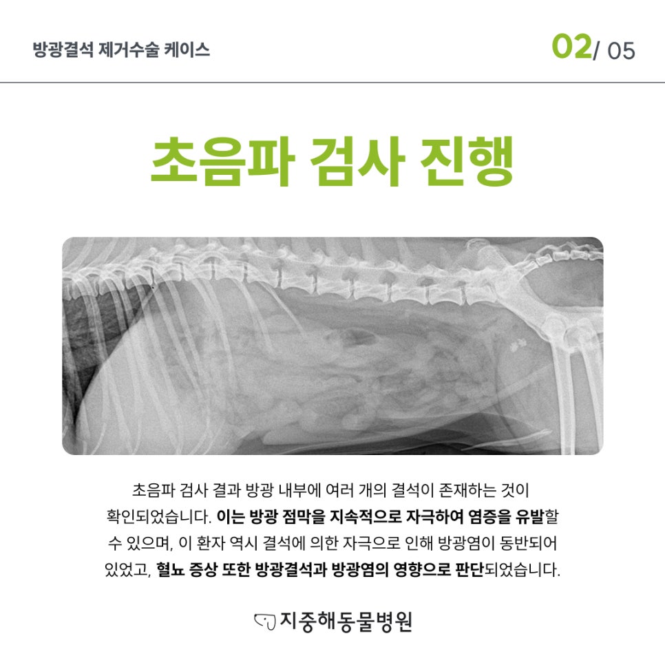 부천 강아지 방광결석 수술 비용 및 치료 후기 — 사진 3