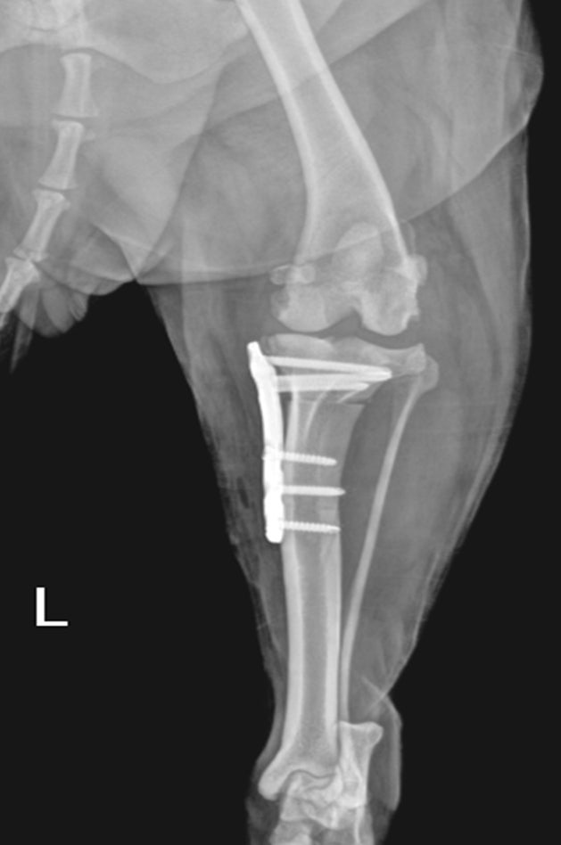 강아지 십자인대 파열 TPLO 수술 비용 및 회복 과정 안내 — 사진 5