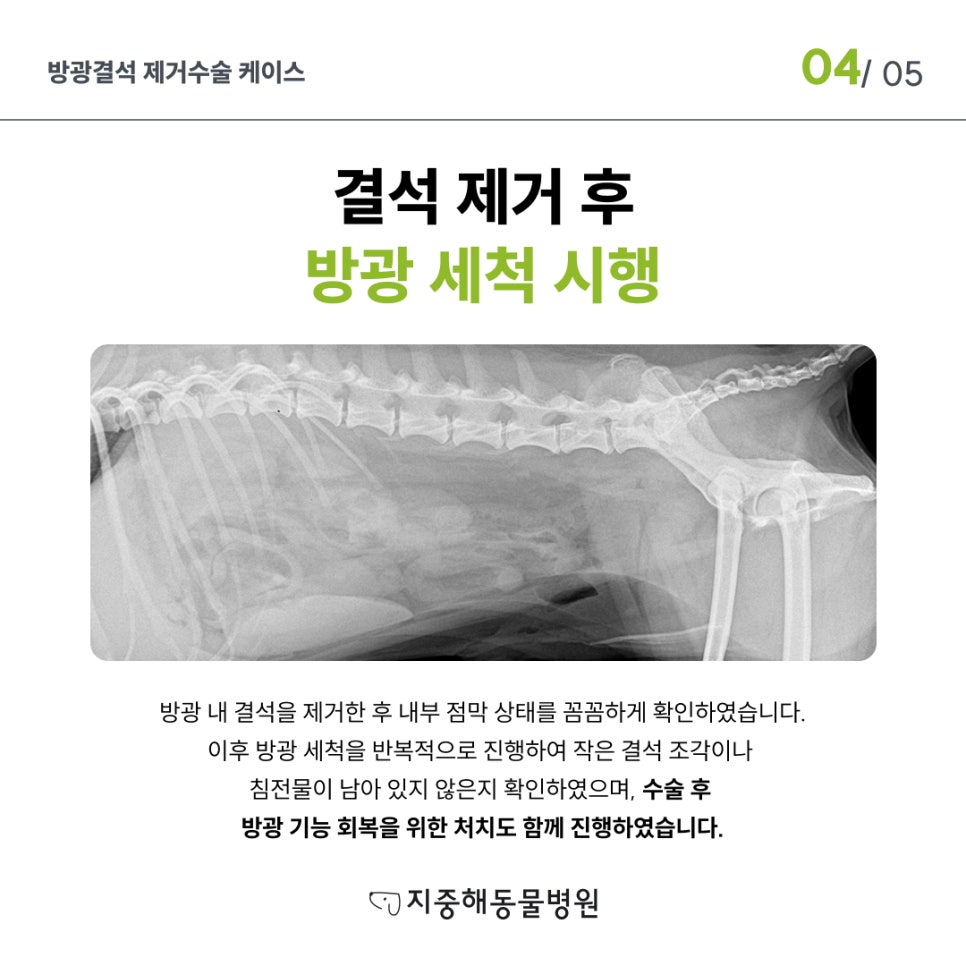 부천 강아지 방광결석 수술 비용 및 치료 후기 — 사진 5