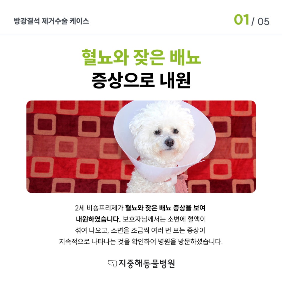 부천 강아지 방광결석 수술 비용 및 치료 후기 — 사진 2