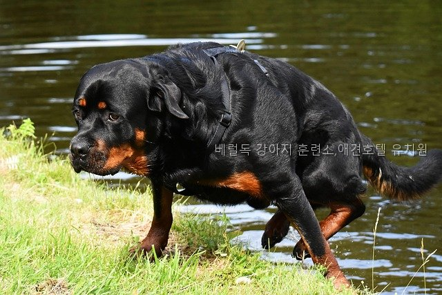 베럴독 강아지 유치원·호텔, 훈련 정보와 비용 비교 — 사진 4