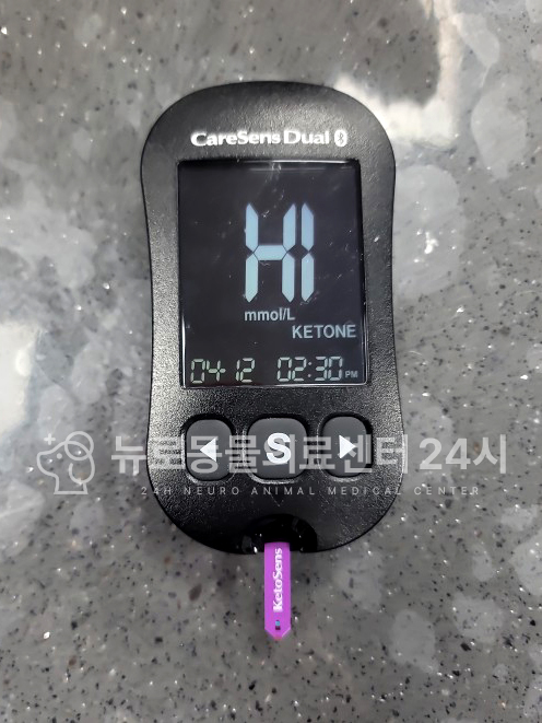 강아지 당뇨병성 케톤산증(DKA) 치료 및 관리 방법 — 사진 5