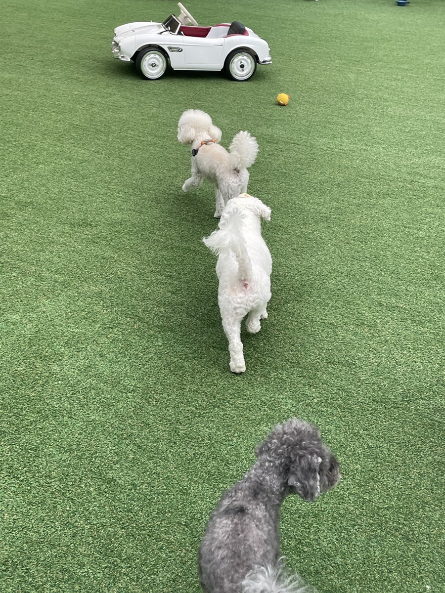 송도 넓은 운동장 애견카페 방문 후기 — 사진 4