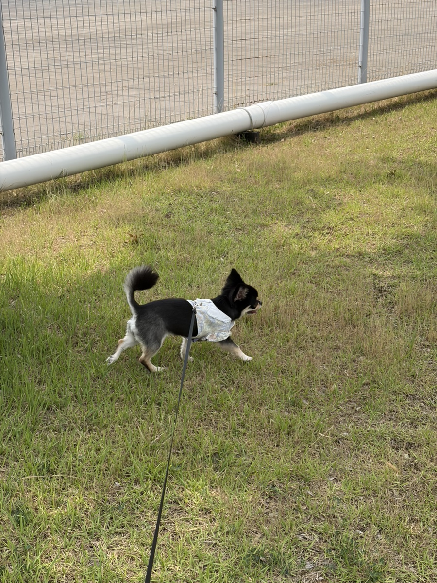 인천 장모치와와 스파+가위컷 미용 후기 — 사진 3