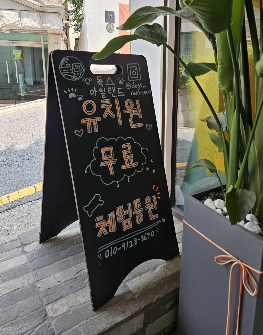 강남 강아지 유치원 독스아일랜드, 학동역 호텔링 비용 — 사진 4