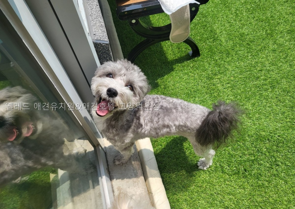 옐레드 애견유치원 고양덕은점: 소형견 맞춤 프로그램 — 사진 3