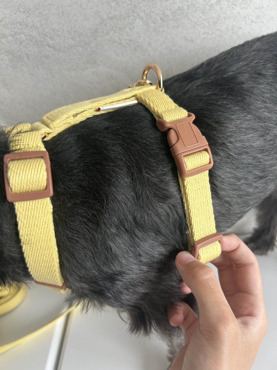 보들랑 H형 하네스, 강아지 산책 필수템 추천 후기 — 사진 7