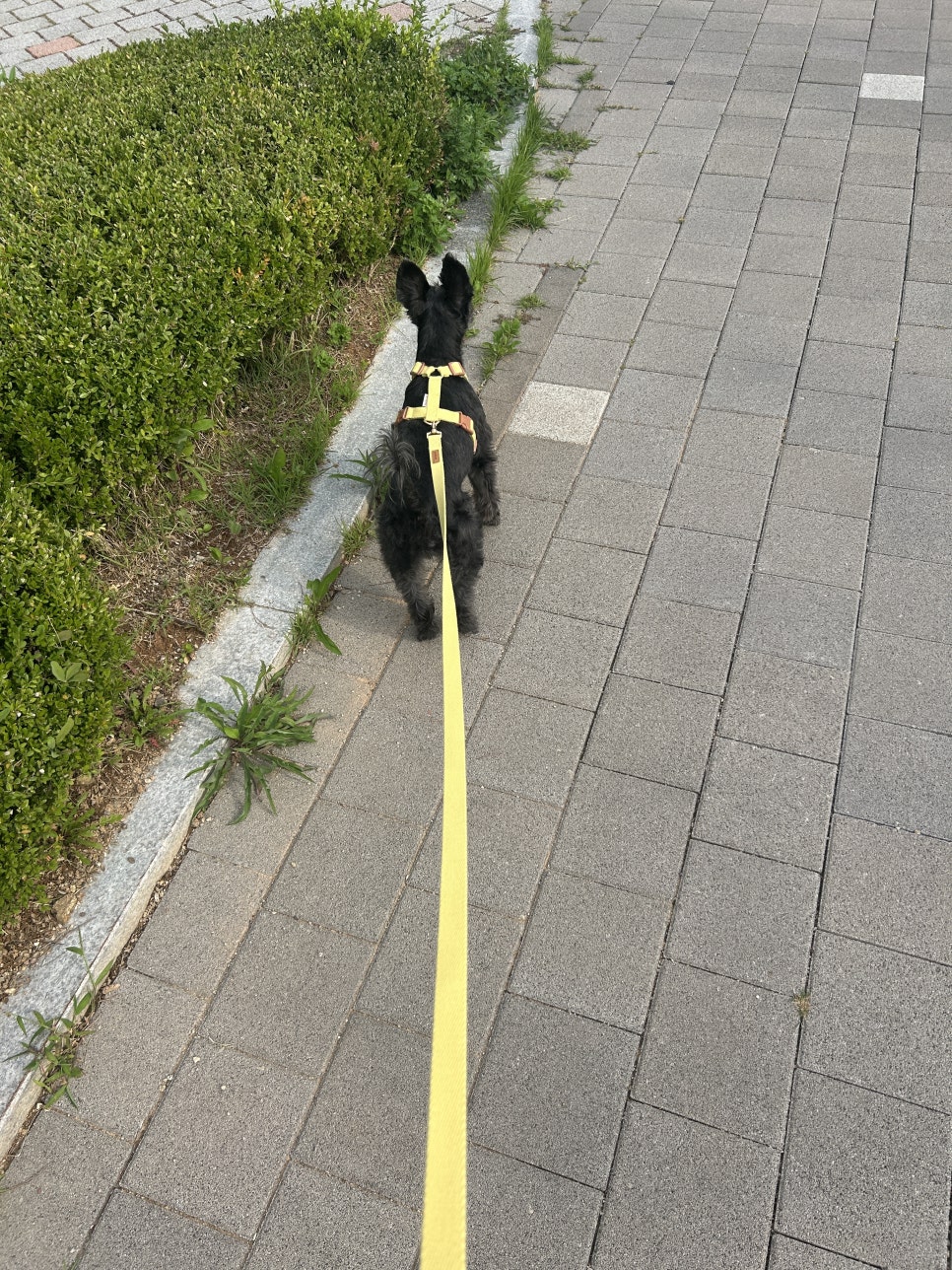 보들랑 H형 하네스, 강아지 산책 필수템 추천 후기 — 사진 10