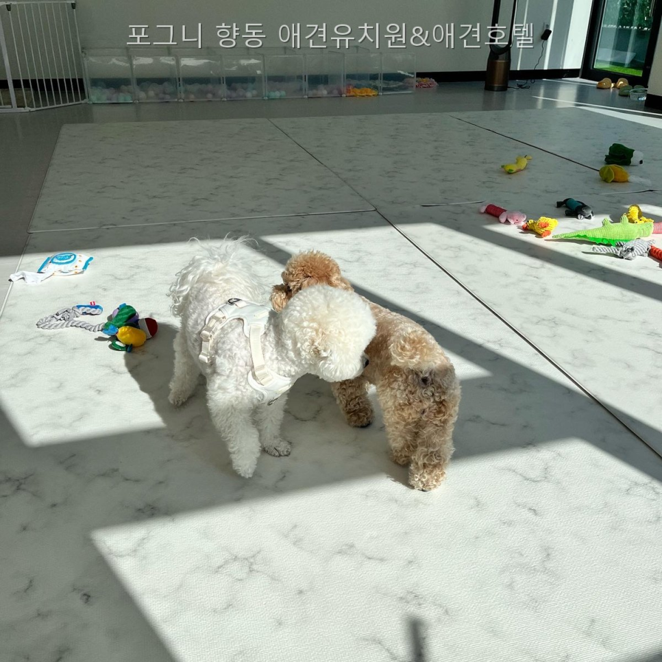 향동 애견유치원 포그니, 픽업·맞춤 돌봄 장점 분석 — 사진 5