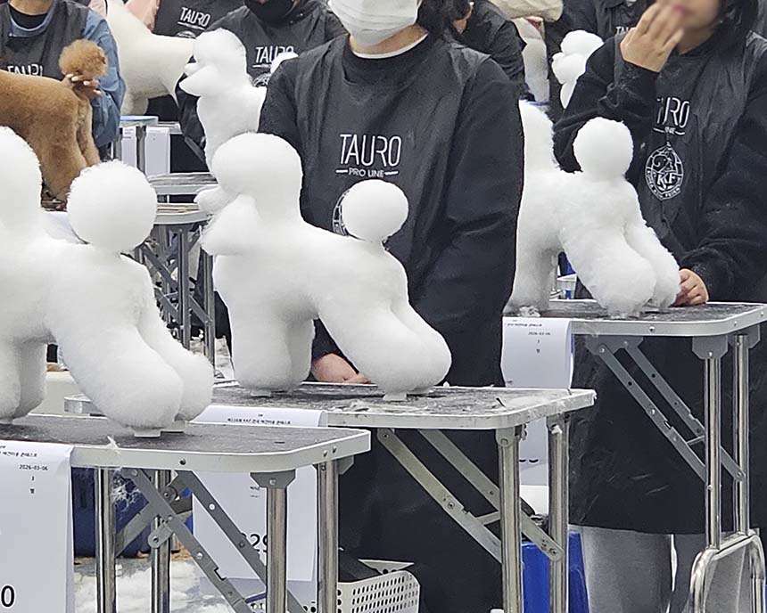 부산 강아지 위그 램클립 미용 마스터 과정 — 사진 5