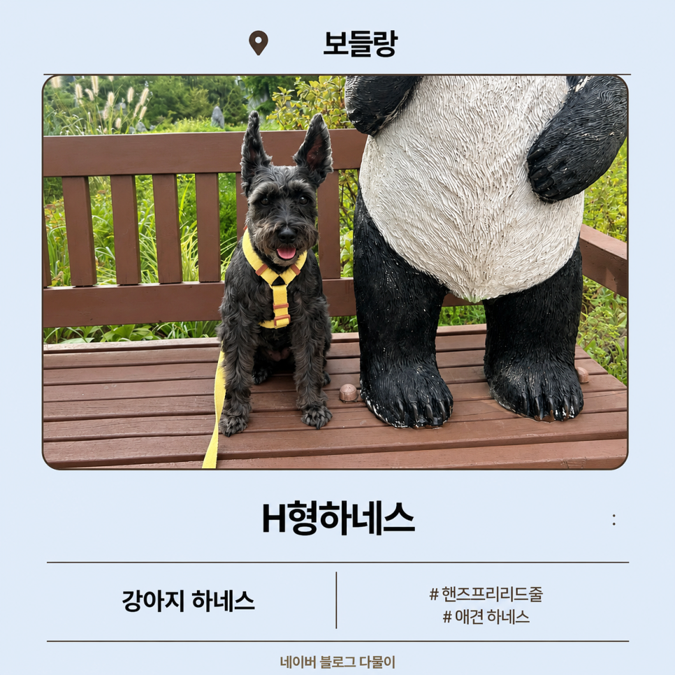 보들랑 H형 하네스, 강아지 산책 필수템 추천 후기