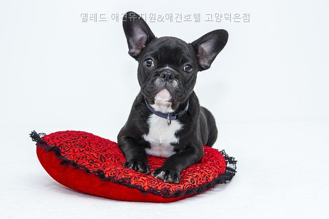 옐레드 애견유치원 고양덕은점: 소형견 맞춤 프로그램 — 사진 5