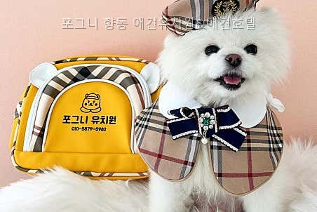 향동 애견유치원 포그니, 픽업·맞춤 돌봄 장점 분석 — 사진 3