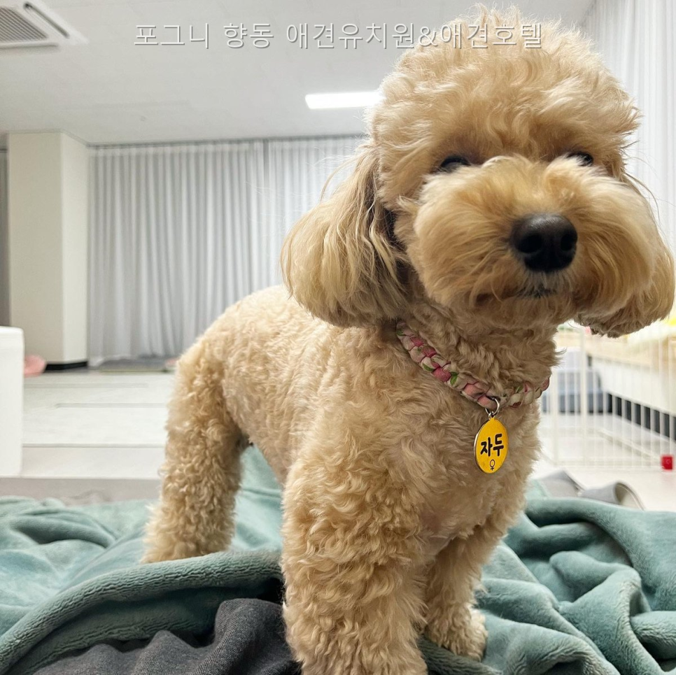 향동 애견유치원 포그니, 픽업·맞춤 돌봄 장점 분석 — 사진 4