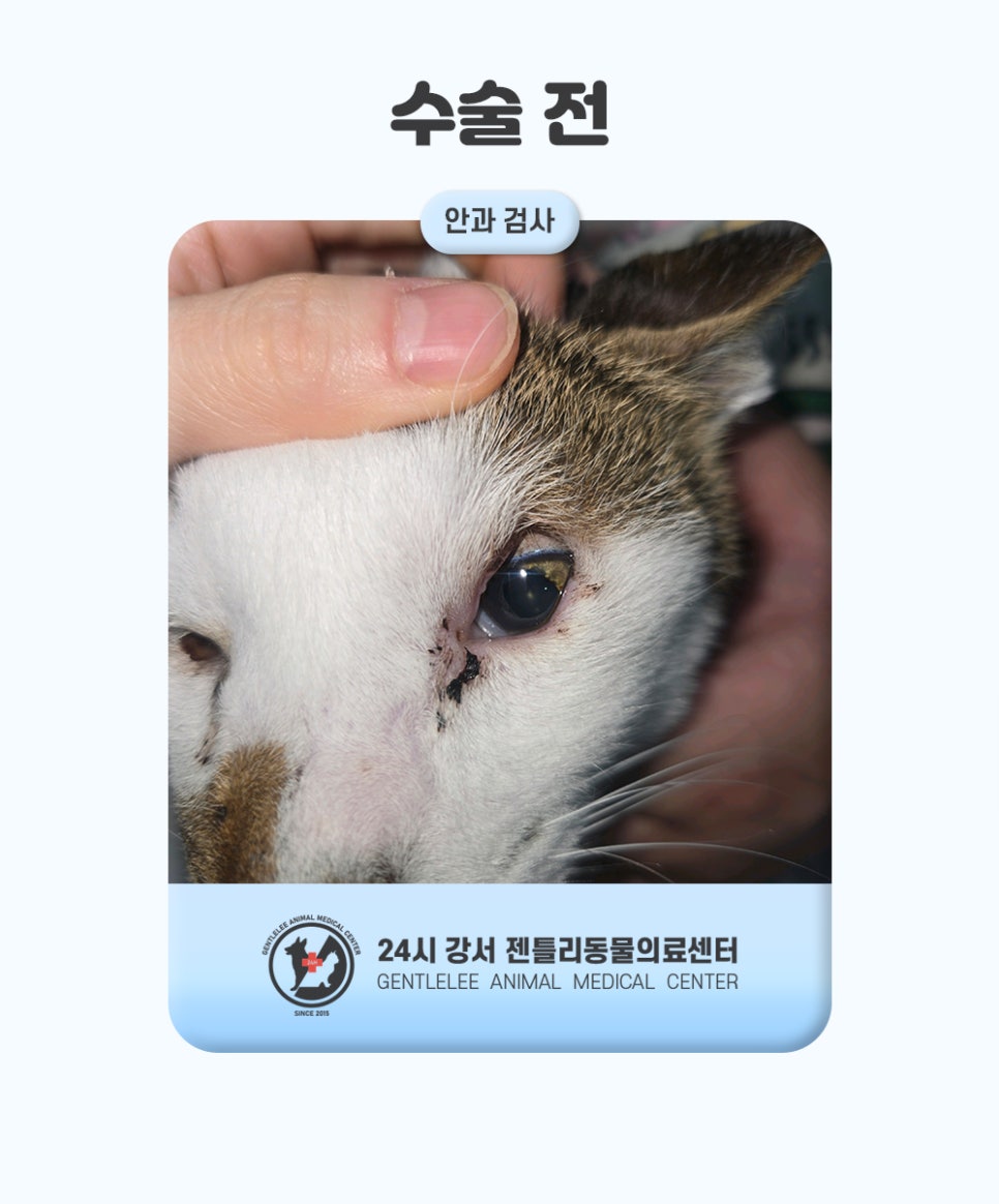 김포 고양이 안검내반 수술, 14세 노령묘 회복 후기 — 사진 5