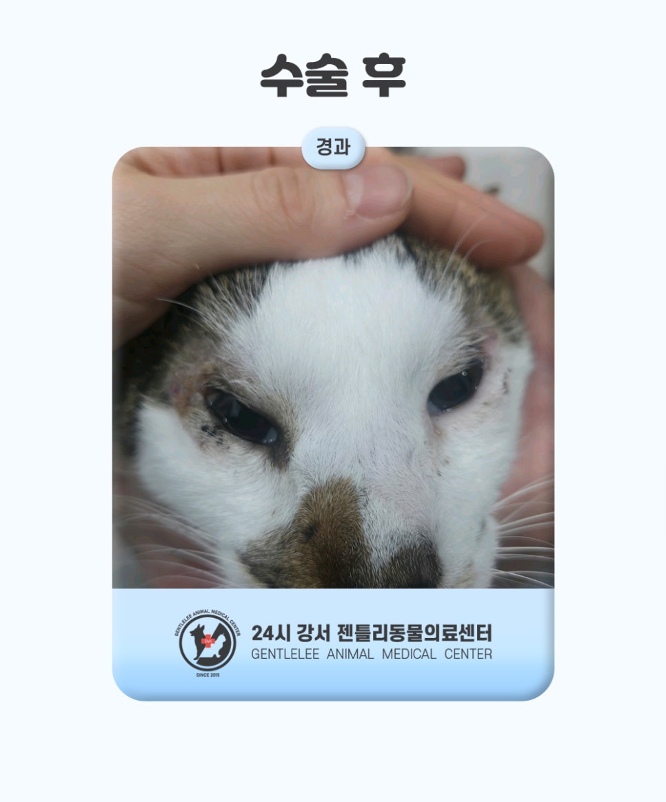 김포 고양이 안검내반 수술, 14세 노령묘 회복 후기 — 사진 11