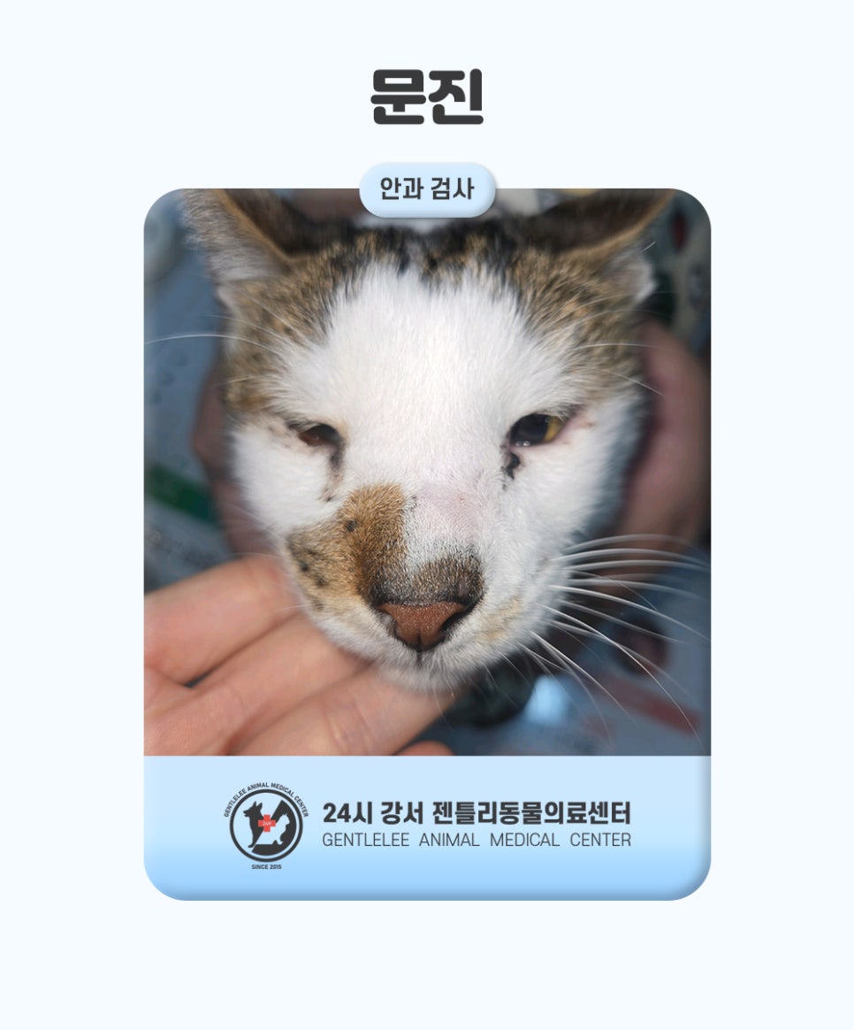 김포 고양이 안검내반 수술, 14세 노령묘 회복 후기 — 사진 2