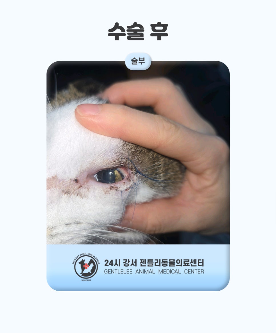 김포 고양이 안검내반 수술, 14세 노령묘 회복 후기 — 사진 10