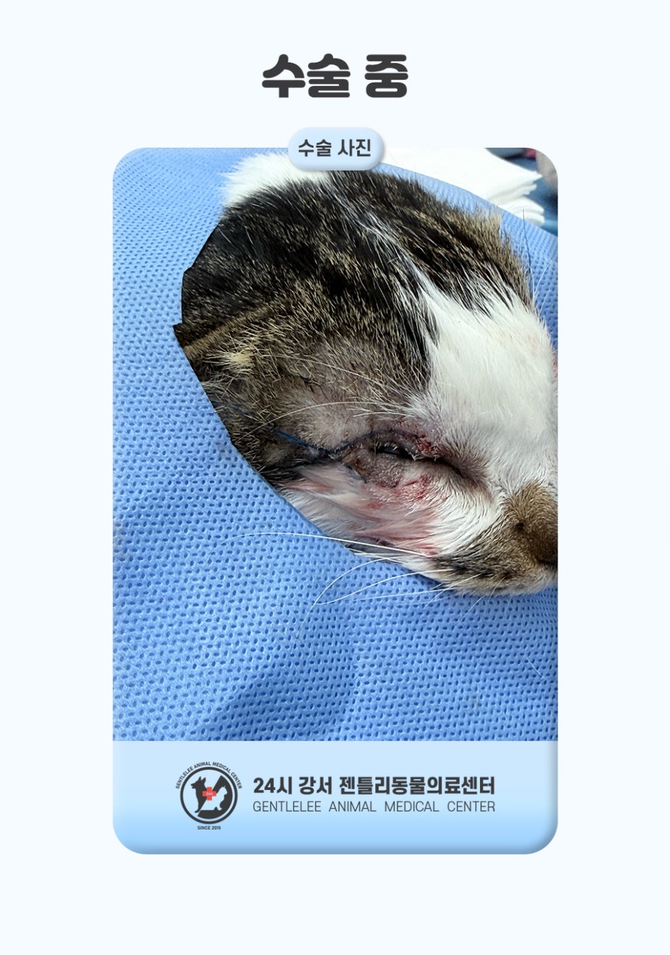 김포 고양이 안검내반 수술, 14세 노령묘 회복 후기 — 사진 7