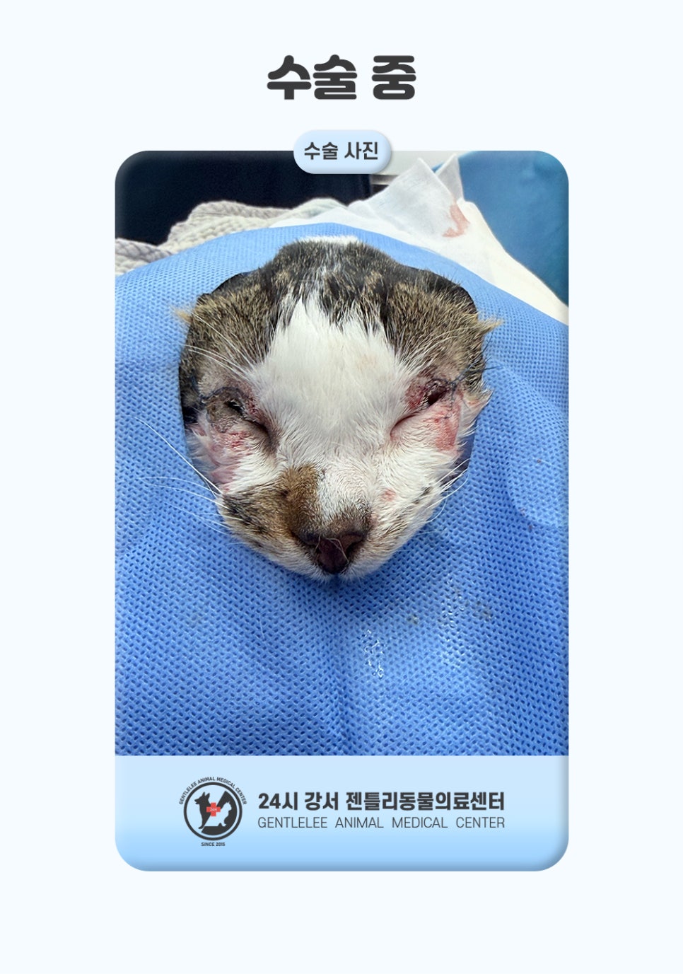 김포 고양이 안검내반 수술, 14세 노령묘 회복 후기 — 사진 6