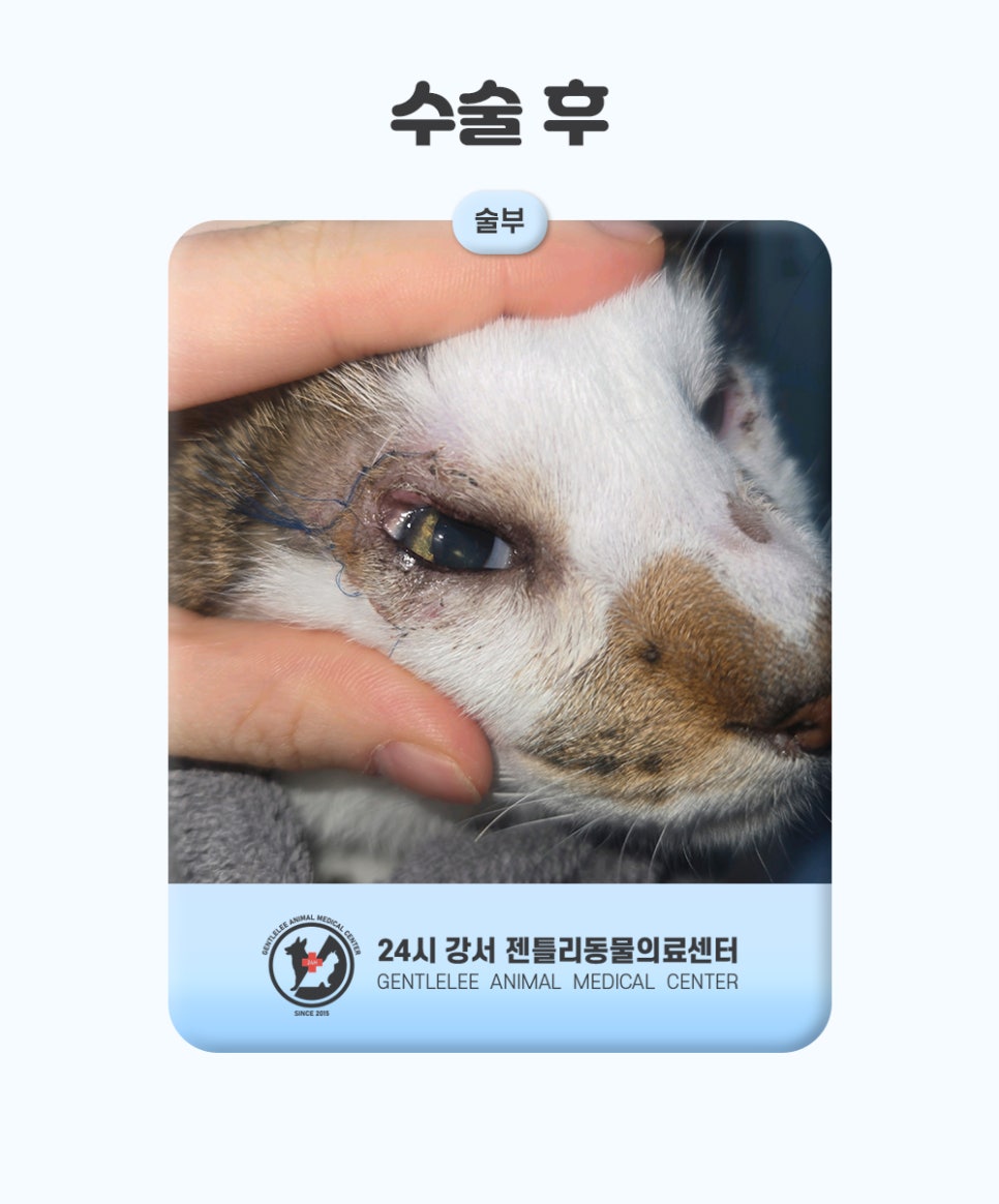 김포 고양이 안검내반 수술, 14세 노령묘 회복 후기 — 사진 9
