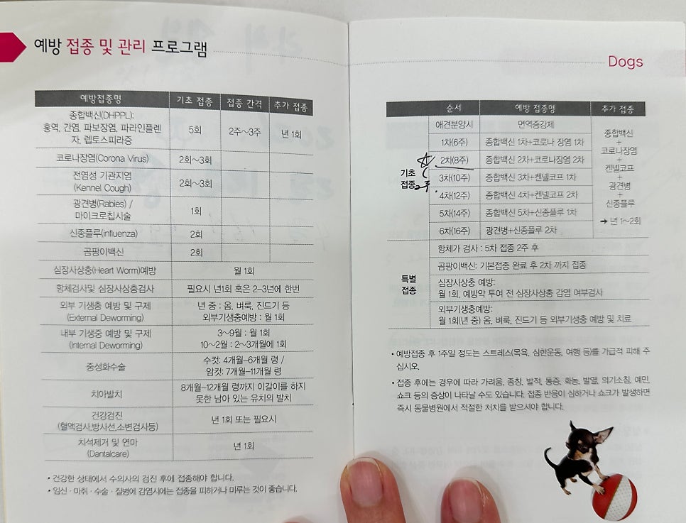 안양 애견호텔, 휴가철 예약 방법과 필수 준비물 총정리 — 사진 5