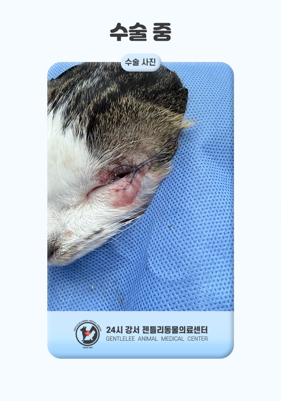김포 고양이 안검내반 수술, 14세 노령묘 회복 후기 — 사진 8