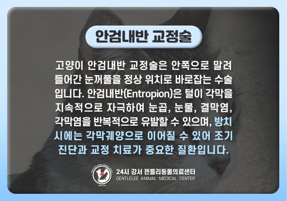 김포 고양이 안검내반 수술, 14세 노령묘 회복 후기 — 사진 3