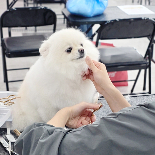 광주 애견미용학원 비용, 10개월 자격증 수업 후기 — 사진 4