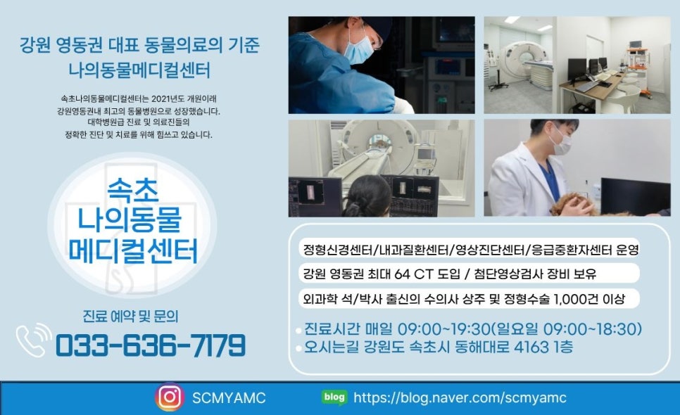 강릉 속초 고양이 종양 재발 수술, CT 정밀 진단 후기 — 사진 10