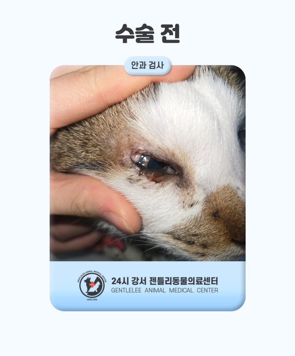 김포 고양이 안검내반 수술, 14세 노령묘 회복 후기 — 사진 4