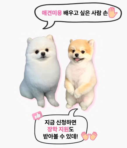 부산 서면 애견미용학원, 실견 실습 중심 선택 가이드 — 사진 10