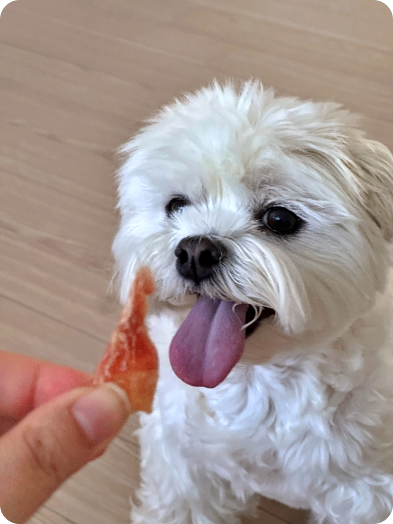 강아지 수제 간식, 까다로운 입맛도 사로잡는 비결 — 사진 6
